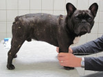 Mylo,wat een fotomodel. Hier is goed te zien, dat hij last heeft van een bolle rug=kyphose.